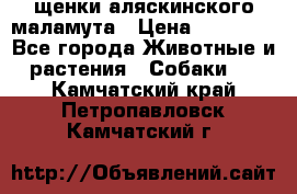 щенки аляскинского маламута › Цена ­ 20 000 - Все города Животные и растения » Собаки   . Камчатский край,Петропавловск-Камчатский г.